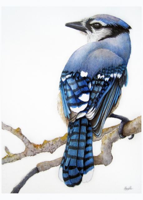 Blue Jay - bird portrait watercolor
