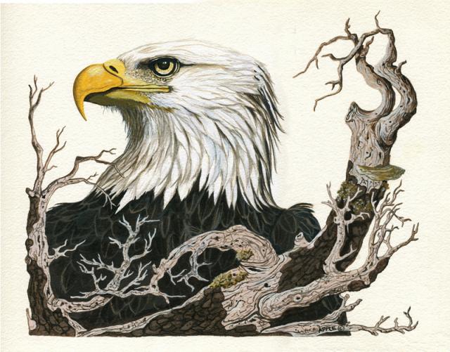 Eagle's View - animal realistic bird painting
