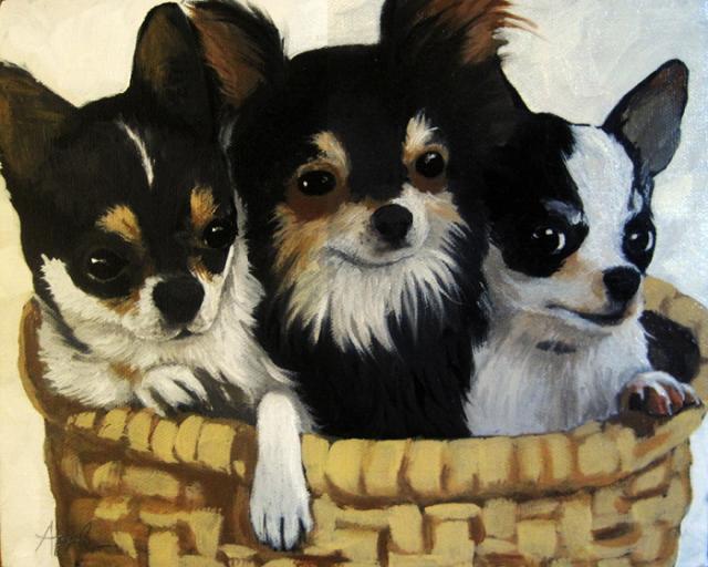 Tres Amigos Chihahua dog animal portrait