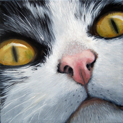 Cat Eyes animal cat portrait realism